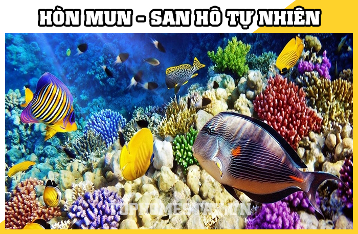 Khu Bảo Tồn San Hô Hòn Mun Nha Trang