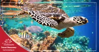 Tour Du Lịch Khám Phá Hòn Cau - Miếu Cô Vân Côn Đảo 1 ngày