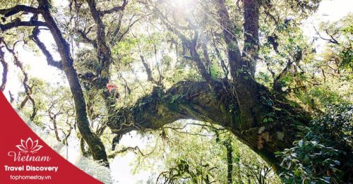 Tour Trekking Leo Núi Tả Liên Sơn 2 ngày 2 đêm