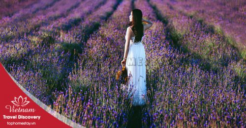 Cánh Đồng Hoa Lavender Tím Lịm Chụp Ảnh Siêu Đẹp Tại Đà Lạt