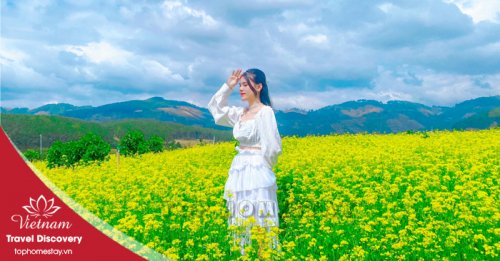 Check-in Cánh Đồng Hoa Cải Vàng Rực Tại Thung Lũng Hoa Tà Nung