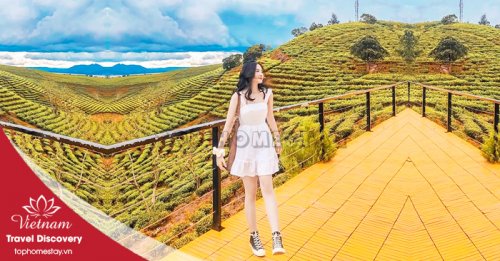 Review Đồi Chè Cầu Đất Đà Lạt điểm đến sống ảo cực chất