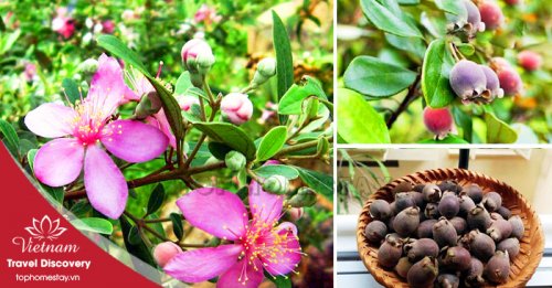 Những vườn sim Phú Quốc - Đặc Sản Trứ Danh Đảo Ngọc