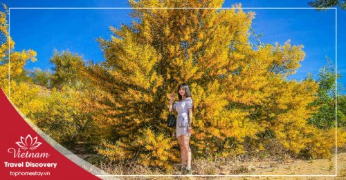 Tour Du Lịch Phan Thiết - Nha Trang - Đà Lạt Tết Nguyên Đán 6 Ngày 5 Đêm