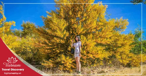 Tour Du Lịch Phan Thiết - Nha Trang - Đà Lạt Tết Nguyên Đán 6 Ngày 5 Đêm