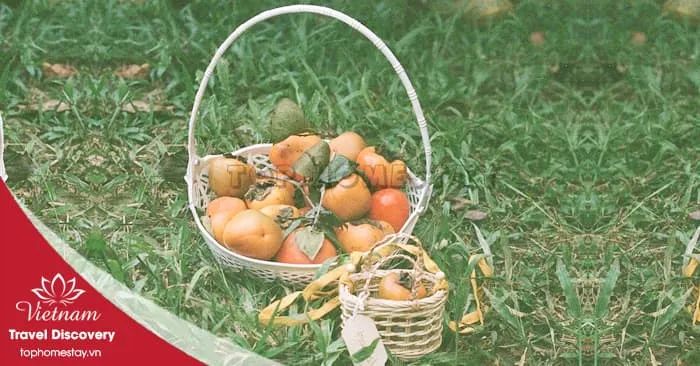 Kinh nghiệm mua hồng Đà Lạt khi đi du lịch