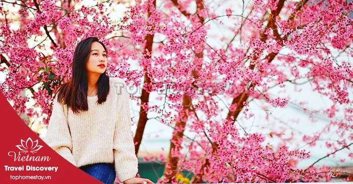 Những Con Đường Ngắm Hoa Mai Anh Đào Tuyệt Đẹp tại Đà Lạt