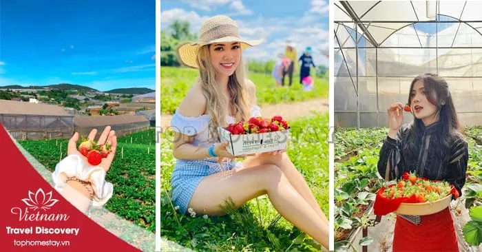 TOP Những vườn dâu tại Đà Lạt cho tham quan