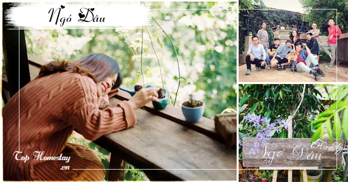 Homestay Ngó Dâu Đà Lạt căn nhà nhỏ bên đồi mộng mơ
