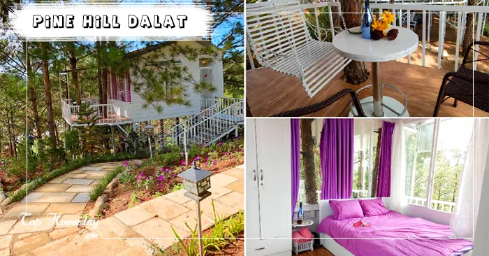 Homestay Pine Hill Tree House Đà Lạt căn nhà màu tím chạm một giây bốn mùa nhớ