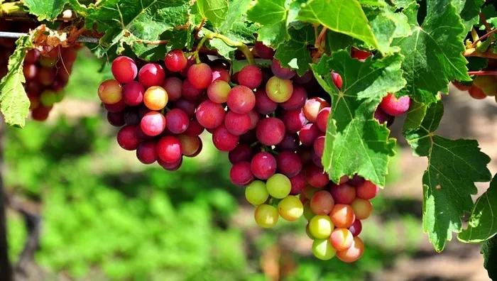 TOP những món ăn ngon Ninh Thuận bạn đã thử hết chưa?